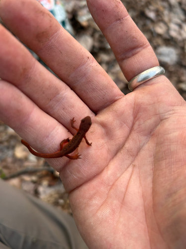 Red-spotted Newt observed by jnorby22