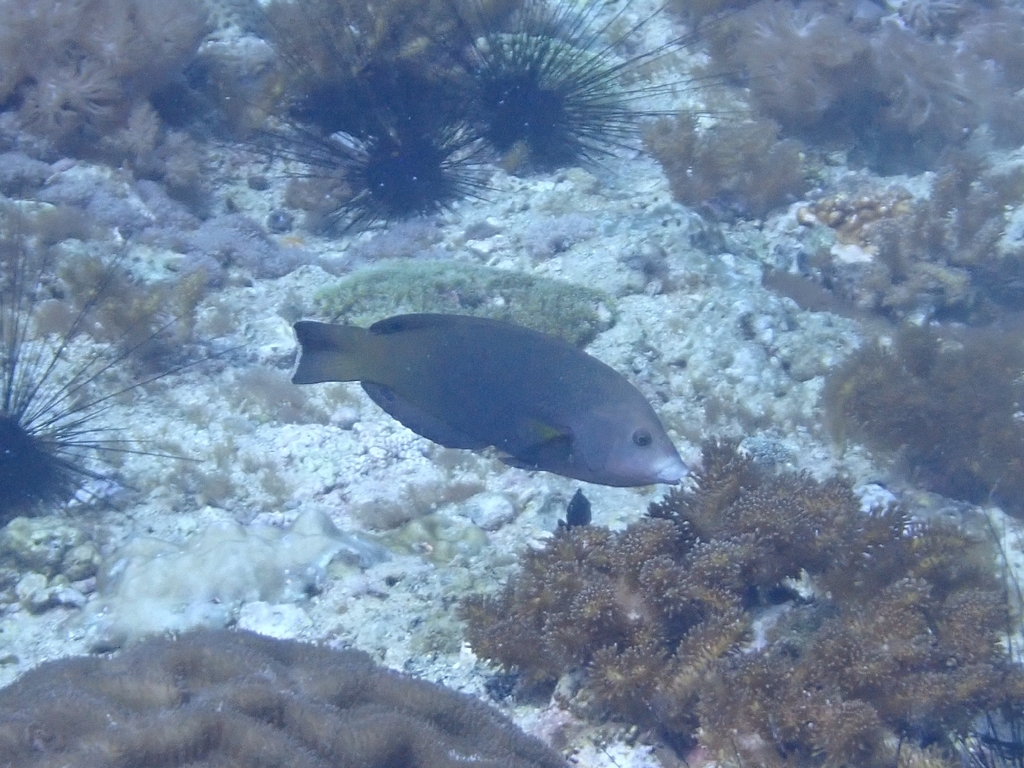 Geographic wrasse