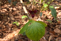 Trillium sulcatum