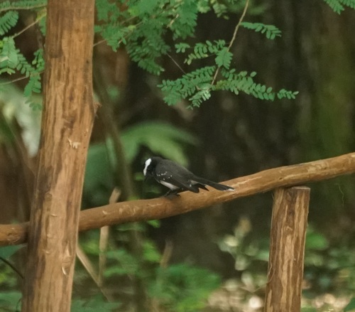 White-browed Fantail (Rhipidura aureola), photo 4
