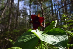 Trillium sulcatum