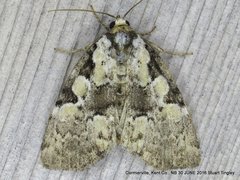 Leuconycta lepidula