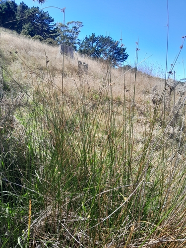 Juncus edgariae, photograph 4