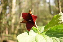 Trillium sulcatum