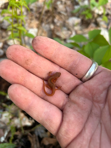 Red-spotted Newt observed by jnorby22