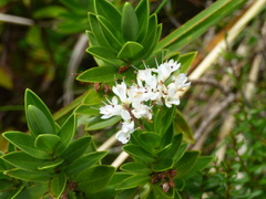Veronica subalpina