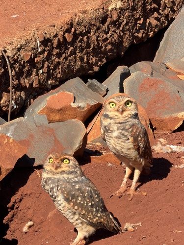 Burrowing Owl