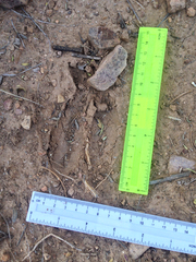 Odocoileus virginianus carminis