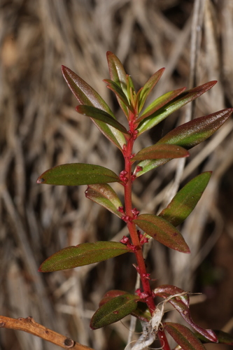 Ammannia baccifera iNat (3)