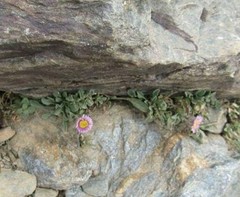 Erigeron frigidus