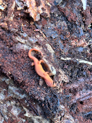 Red-spotted Newt observed by jnorby22