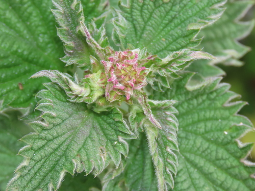 Nettle Pouch Gall Midge, Duindorp, Den Haag, Nederland, photo 9 of 10