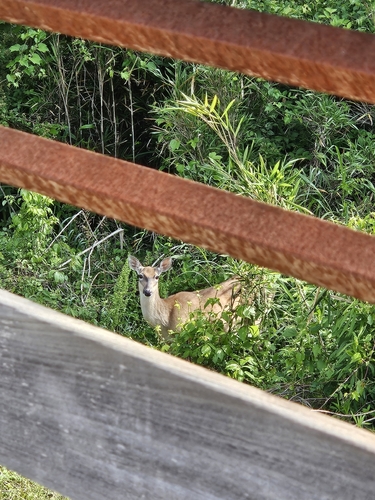 White-tailed Deer observed by talented_fish