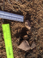 Odocoileus virginianus carminis