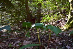 Trillium sulcatum