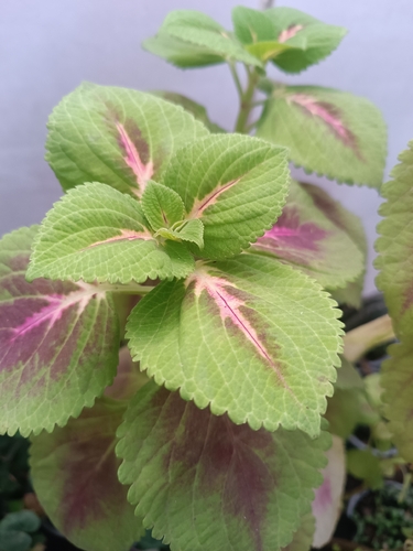 Coleus