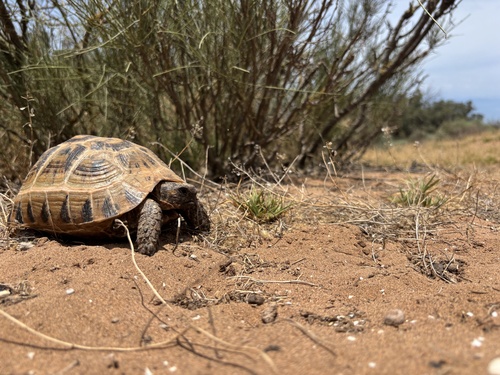 Souss Valley Tortoise