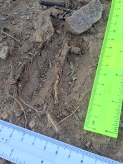 Odocoileus virginianus carminis