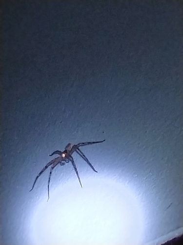 Pantropical Huntsman Spider