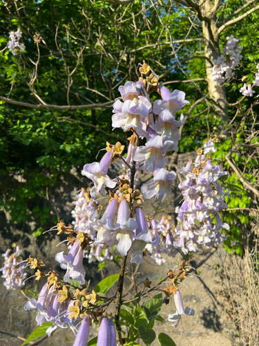 Empress Tree