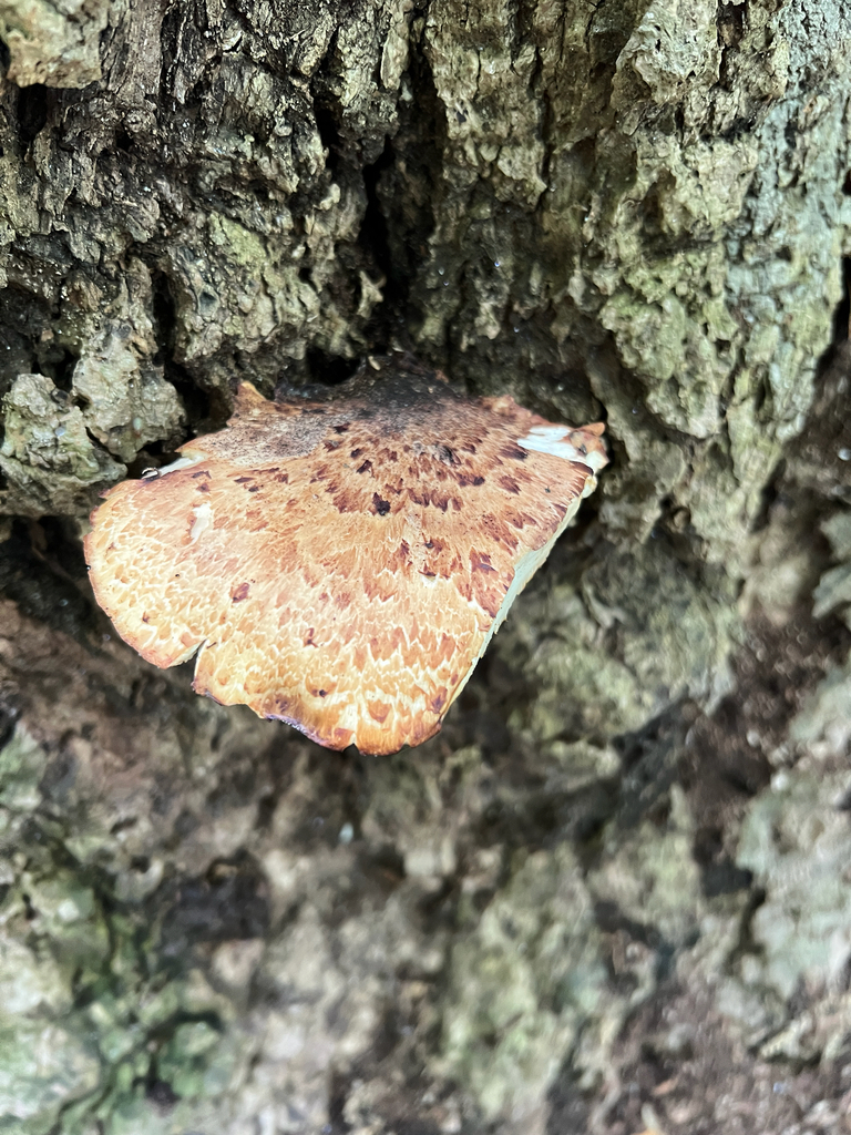 Dryad's Saddle · May 2026 · photo: Photo: (c) GobyHunter, some rights reserved (CC BY) · iNaturalist