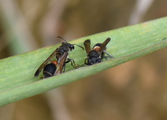 Ropalidia sumatrae