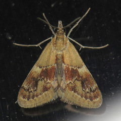 Noctueliopsis bububattalis