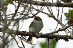 Hemitriccus granadensis