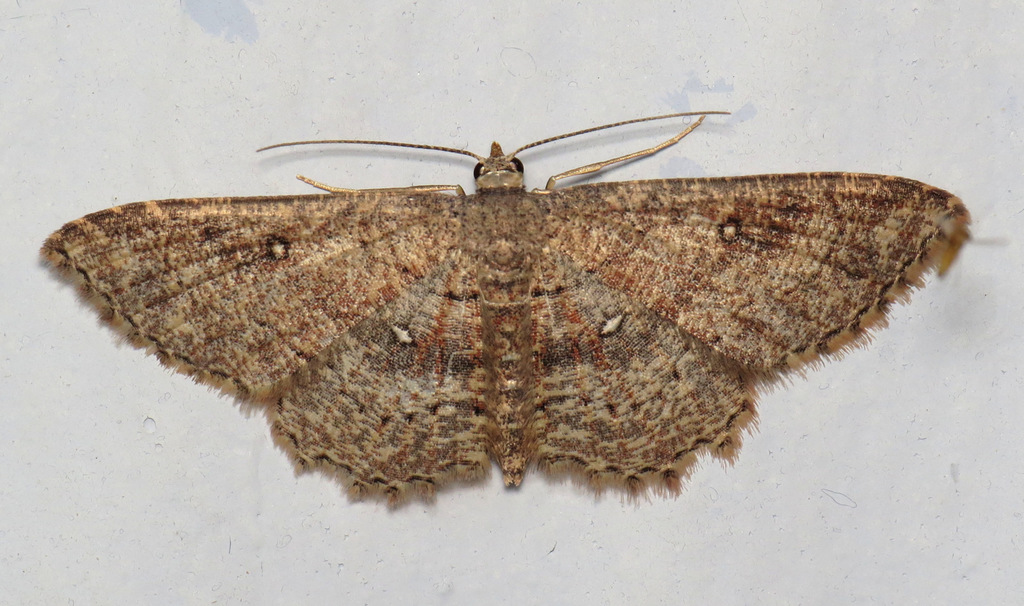 Dwarf Tawny Wave
