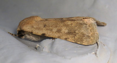 Leucocnemis perfundis