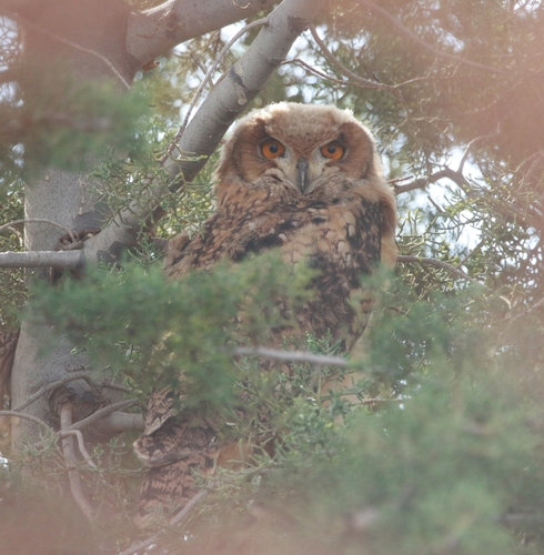 Pharaoh Eagle-Owl