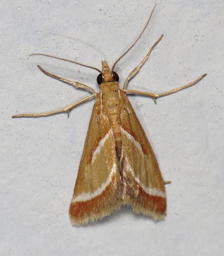 Rhodocantha diagonalis