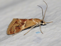 Noctueliopsis bububattalis