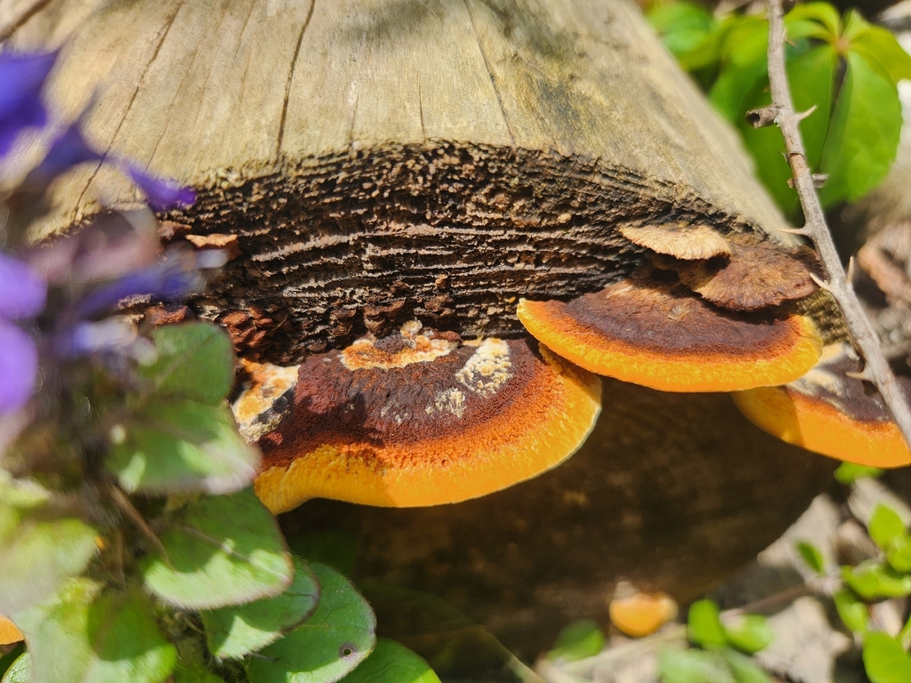 Conifer Mazegill · May 2026 · photo: Photo: (c) Summit Metro Parks, some rights reserved (CC BY) · iNaturalist