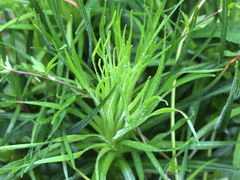 Liatris aspera