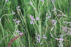 Physostegia intermedia