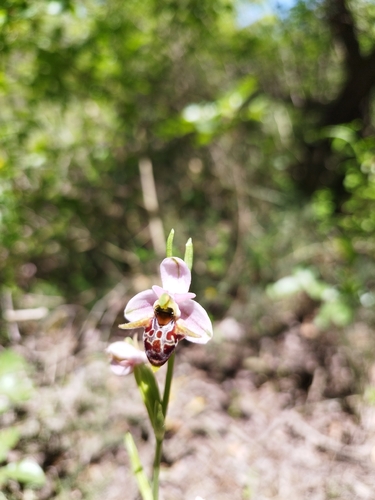 Horned Orchid