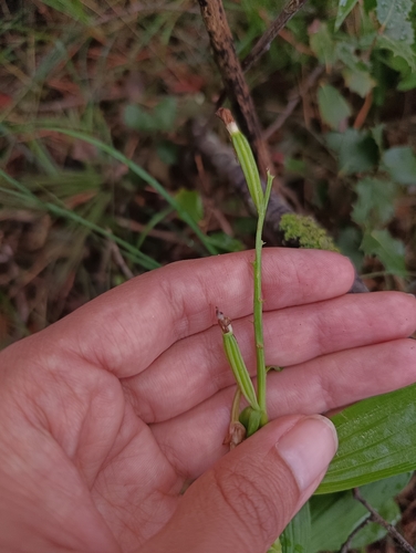 Narrow-leaved Helleborine