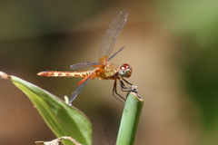 Erythrodiplax fervida