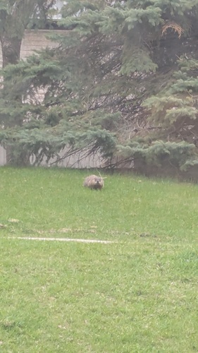 Groundhog observed by lndsy009