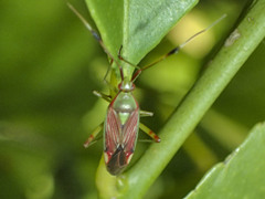 Pseudopantilius australis