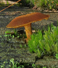 Gymnopilus ferruginosus