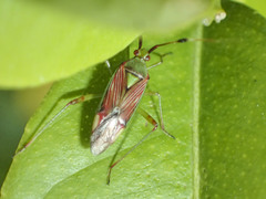 Pseudopantilius australis