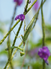 Hierodula tenuidentata