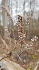 Clethra alnifolia