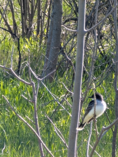 Eastern Kingbird observed by rickstroud