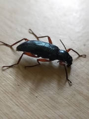 Strongylium erythrocephalum