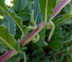 Camissoniopsis hirtella