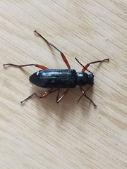 Strongylium erythrocephalum