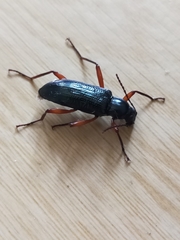 Strongylium erythrocephalum